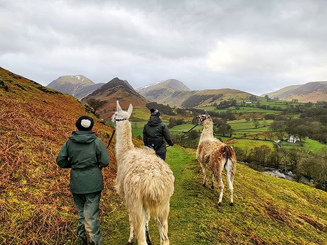 Trek with a llamas and alpacas through Cumbria