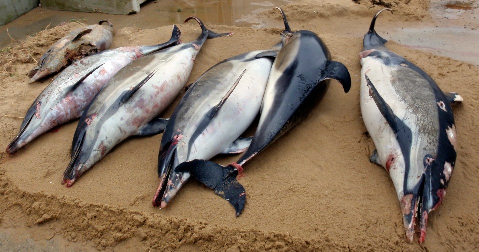  Dead dolphins lie on the beach at La Tranche sur Mer, western France, in a March 7 photo provided by the Pelagis marine observatory