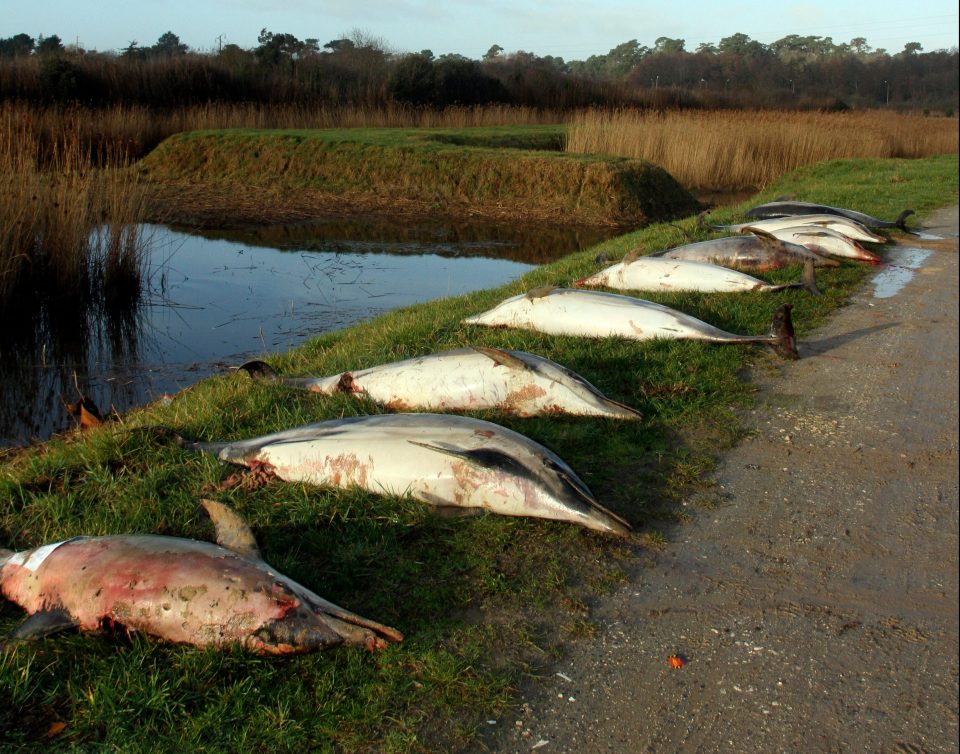  Dolphin corpses lined up at La Tremblade on February 7