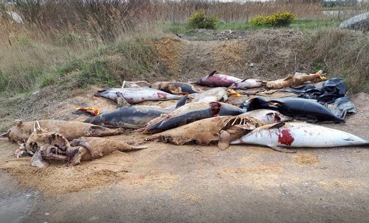  Mutilated dolphins have washed up in their hundreds such as here at Les Sables d'Olonne