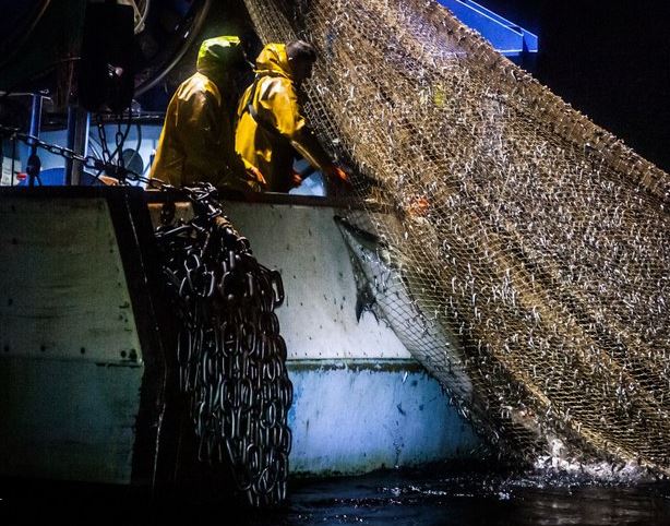  Activists blame fishermen, who net dolphins while catching the fish they eat such as bass and hake