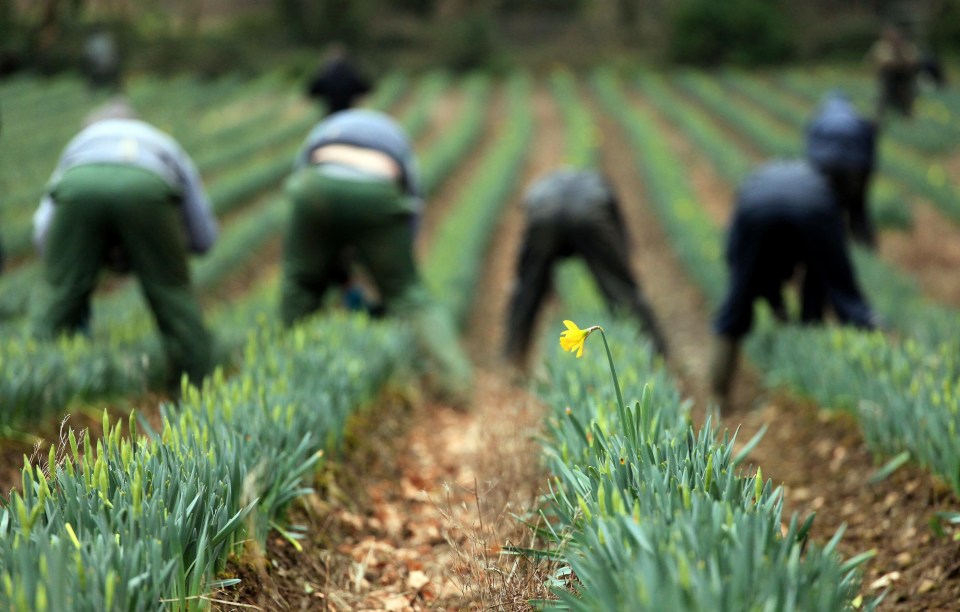  Farms across Britain have become targets for slave gangmasters