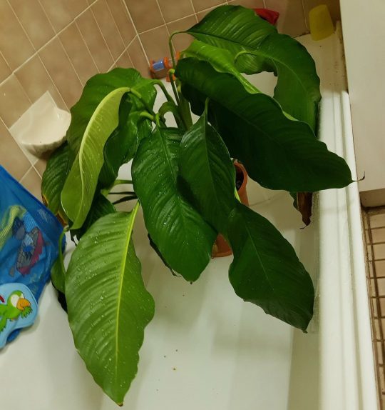  The Australian woman shared the photo of her dropping  plant before the salt bath