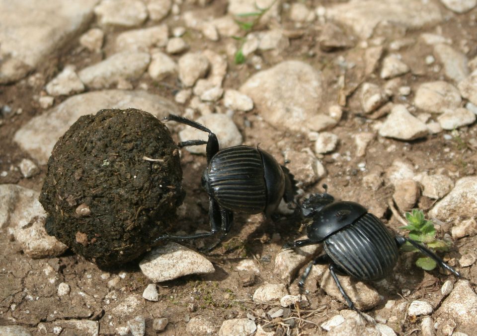  The dung beetle was held in high regard by the Ancient Egyptians