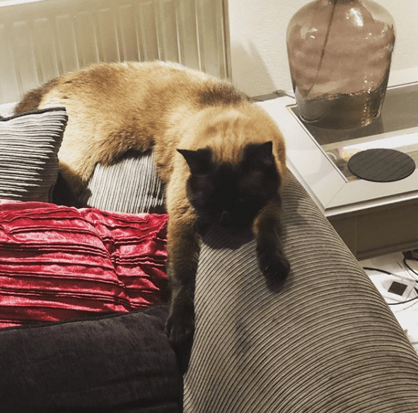  Her cats love to relax on their grey sofa