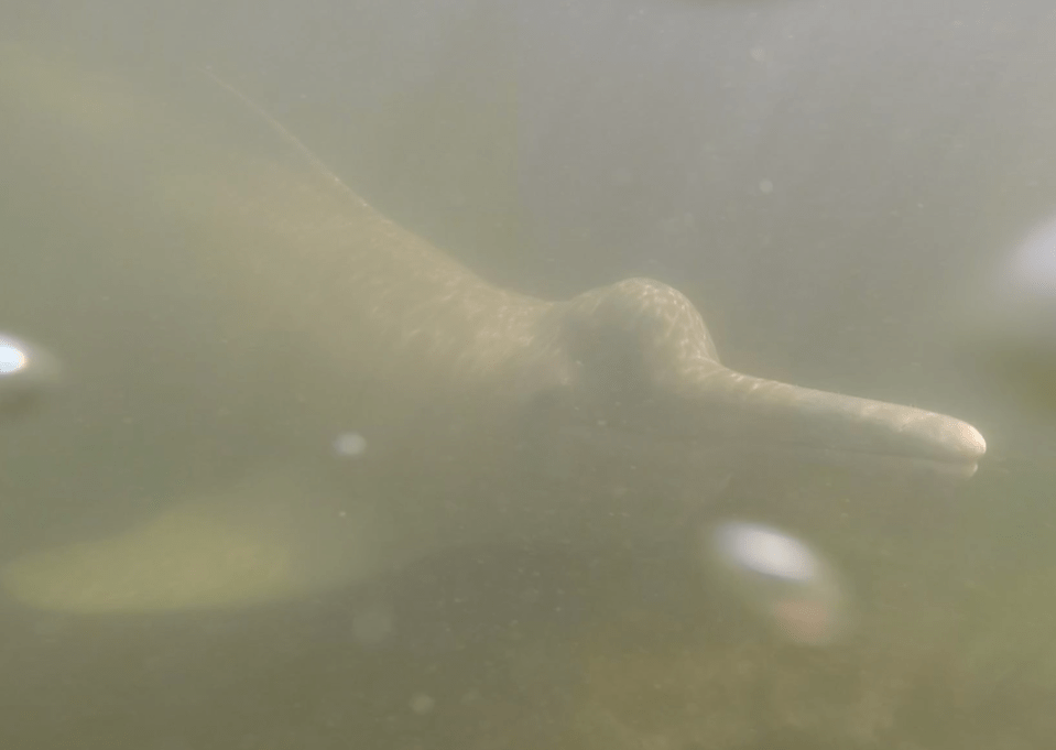  An Araguaian river dolphin swimming in the Araguaia River near a fish market in the Brazilian town of Mocajuba