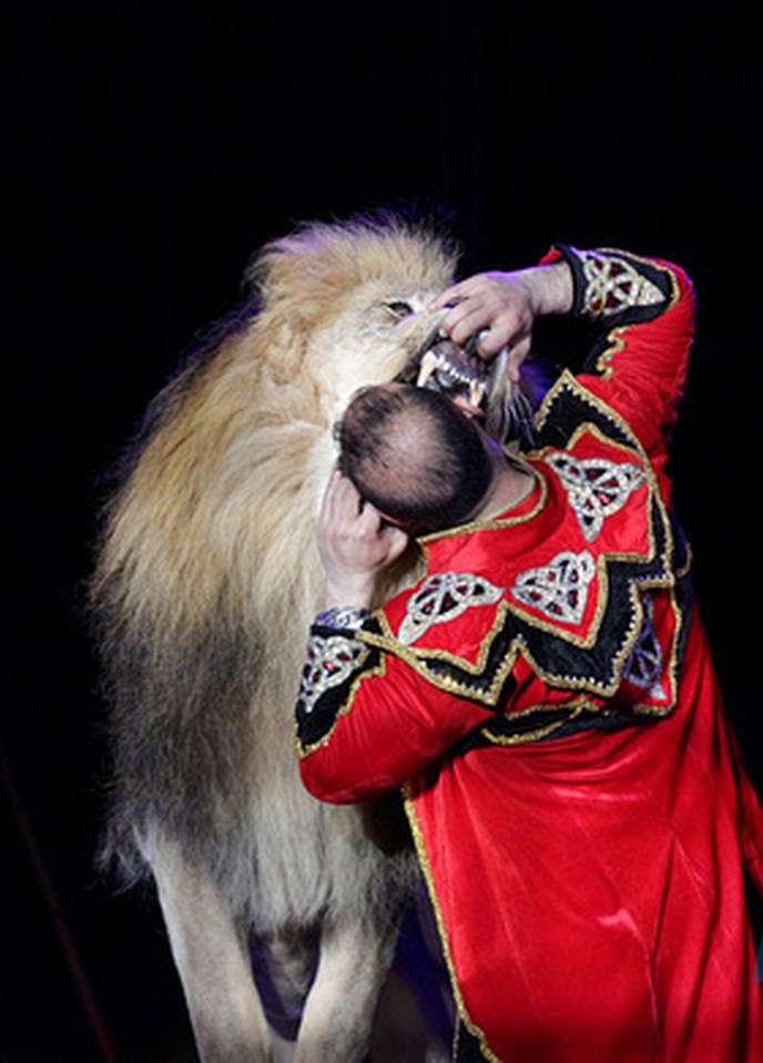  Circus animals are currently banned in Kiev but not in Lugansk where the attack took place