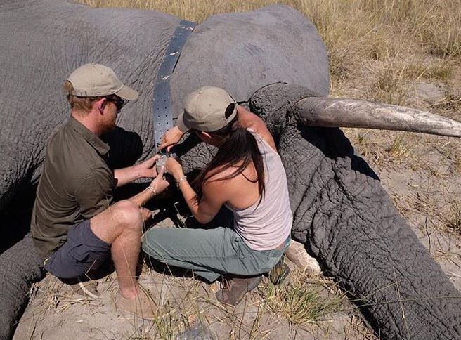 Meghan Markle and Prince Harry have shared a previously unseen pic showing them looking after an elephant during a trip to Botswana