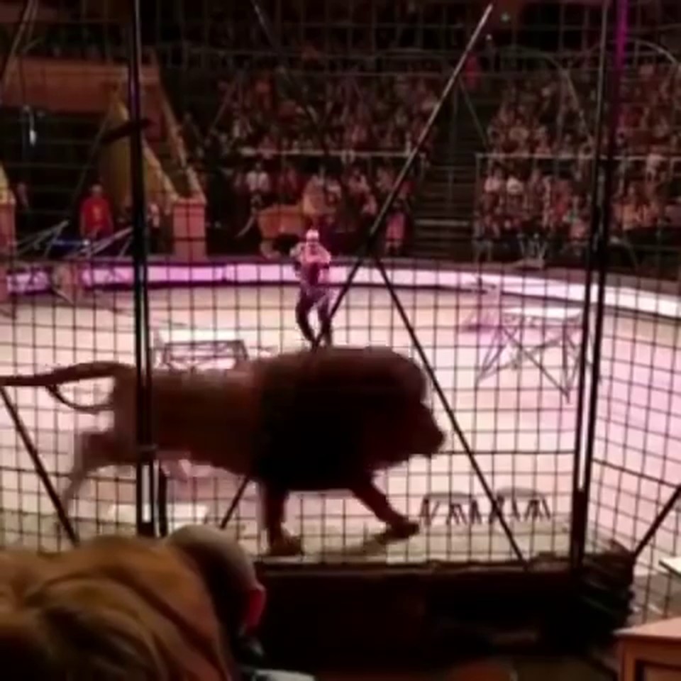  The lion eventually retreated back to its cage in front of a crowd of screaming kids