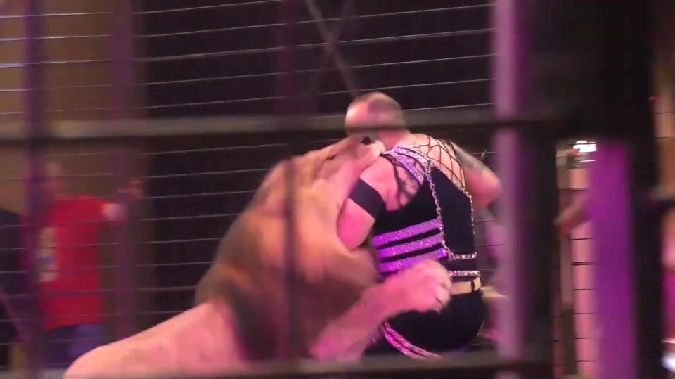  A huge lion attacks a circus performer in Ukraine