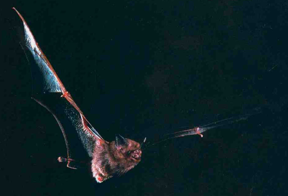  The bumblebee bat has seen numbers drop to 6,600 due to limestone mining, as well as tourism and religious visits