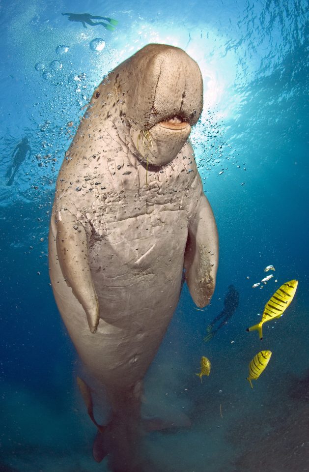  The dugong is the cousin of the manatee and can reach 11ft in length, in just 90 years the species has seen a 20 per cent loss in population