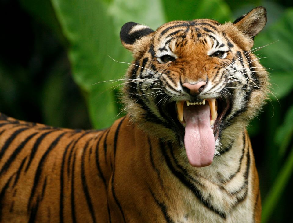  Tigers are currently being poached and their bones, eyes, whiskers and teeth are used in traditional Chinese medicines