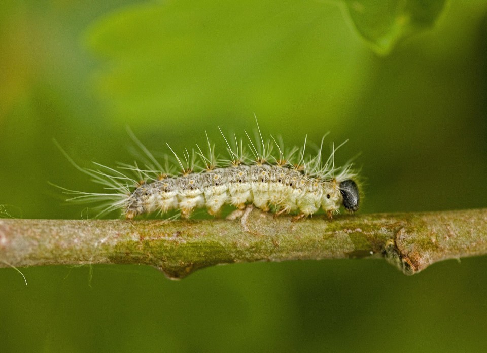  People are being warned not to touch the Oak Processionary caterpillars