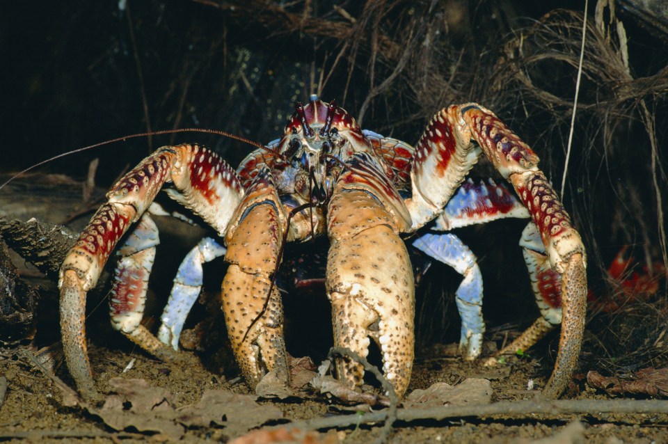  The coconut crab can be found in the Indian and Southern Pacific Ocean islands and their legs can span up to a metre