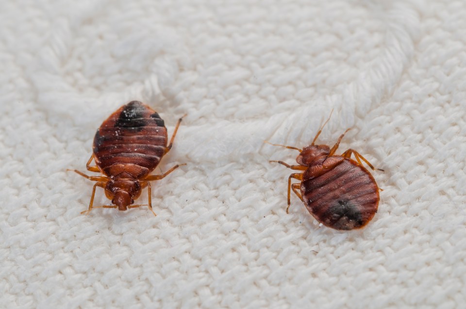  Bedbugs skip foreplay and get straight to the act