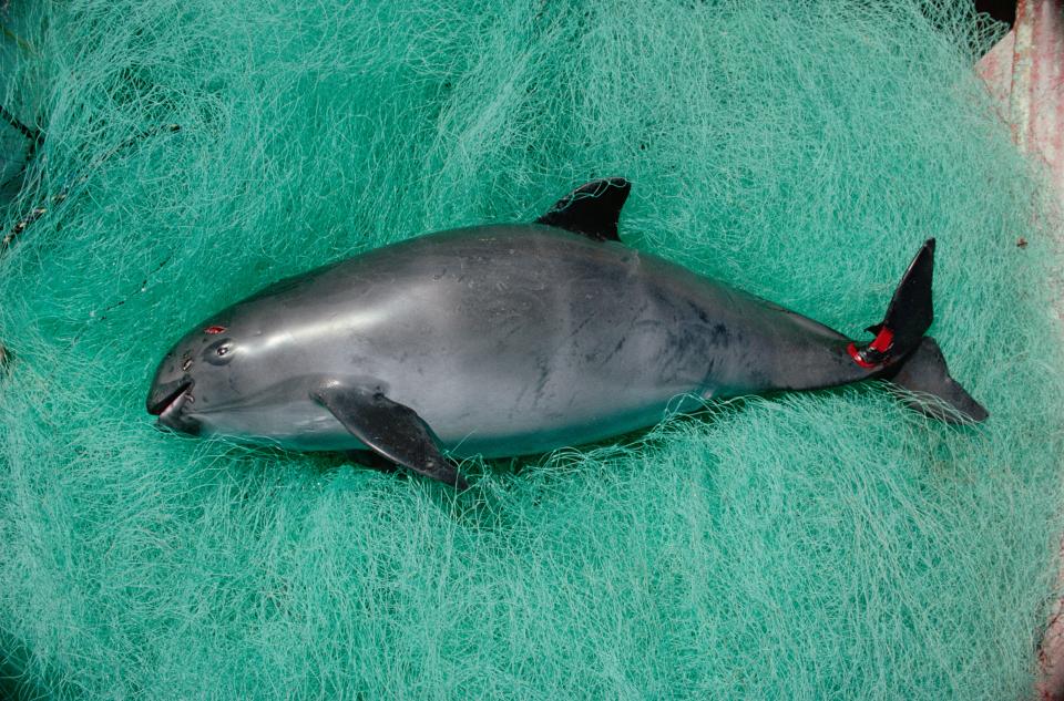  This vaquita was discovered in 1958 and they often drown in illegal gillnets