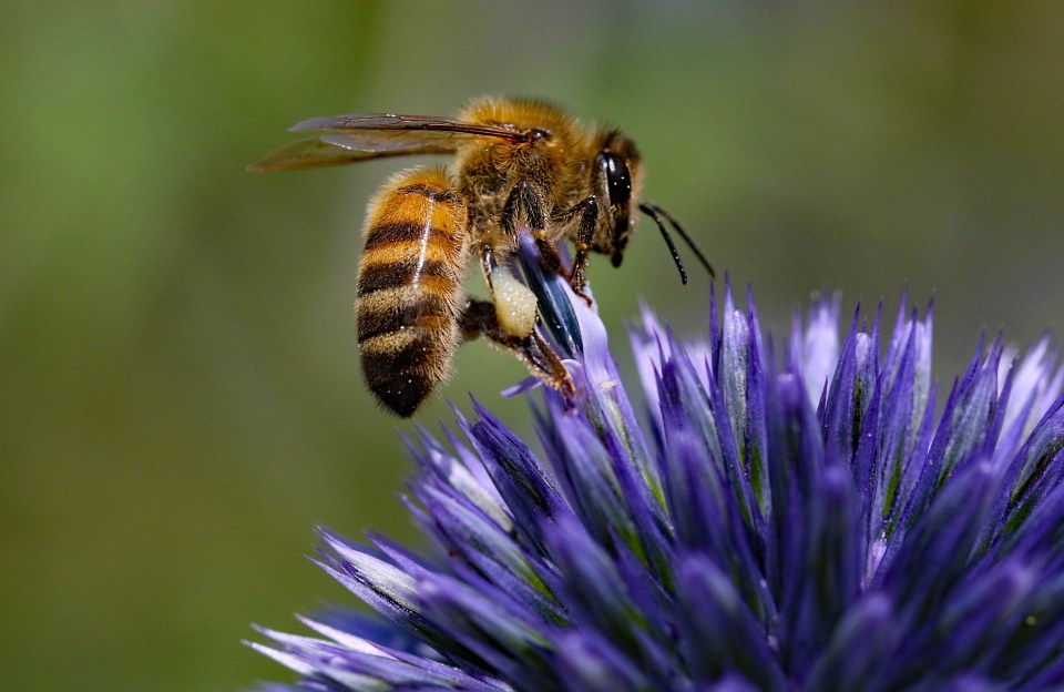  Female worker bees feed the male drone bees - whose only role is to mate with the queen