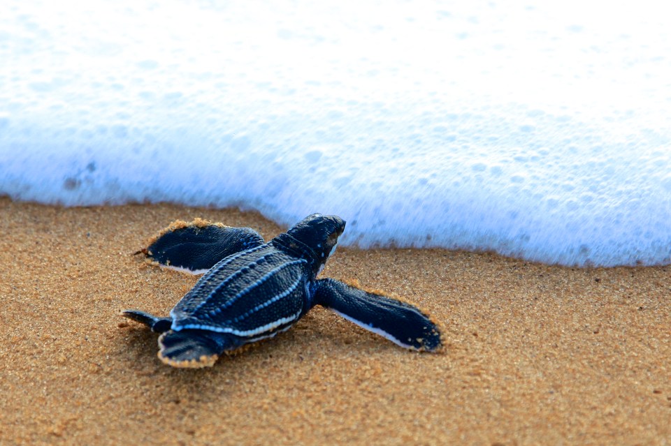  These leathery-looking turtles are vulnerable because they accidentally swallow plastic bags and get caught up in huge drift nets