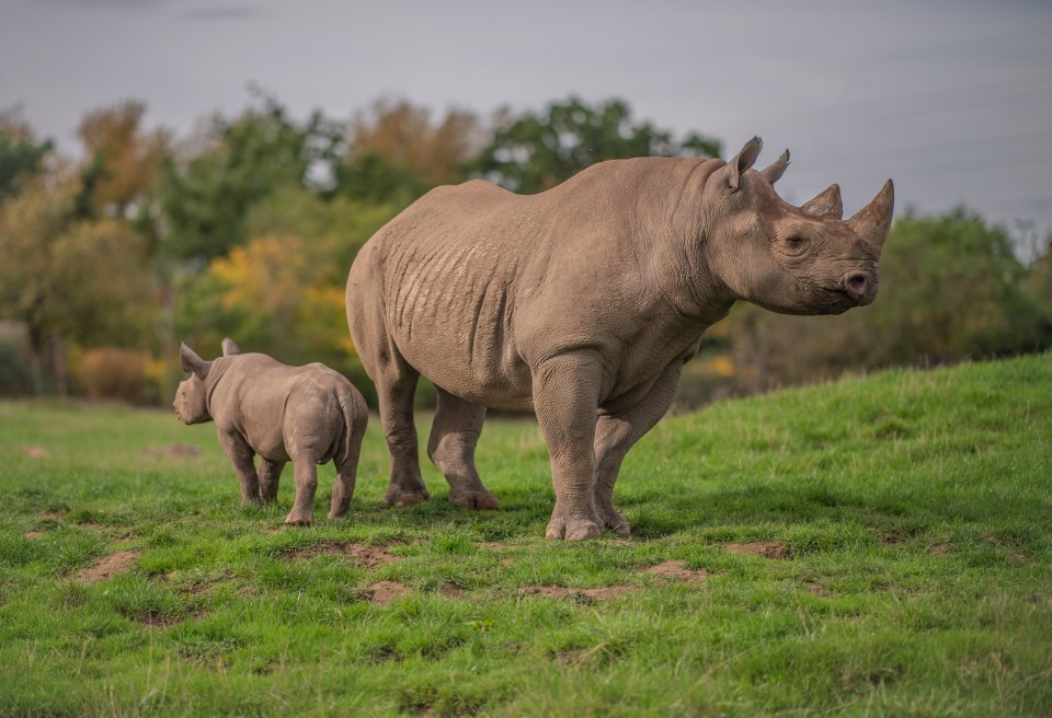  Rhinos can be found in a number of continents and hunters have driven them to the point of extinction