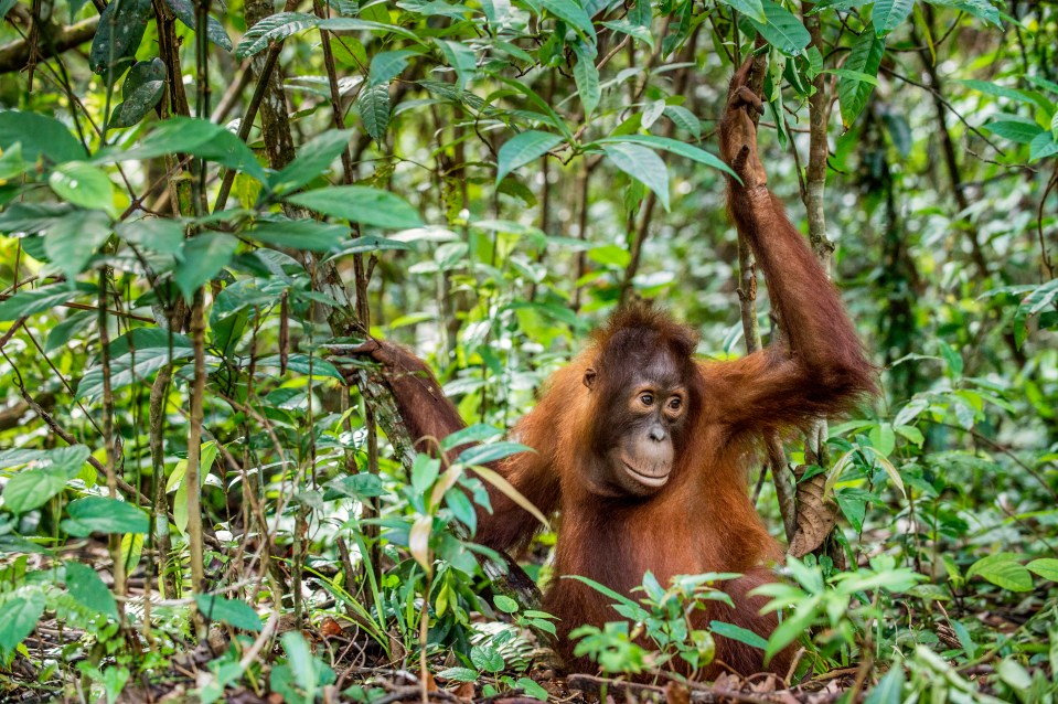  The Borneo orangutan is critically endangered as hunting and logging is killing off the species