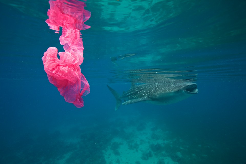  A whale shark swims past a floating plastic bag