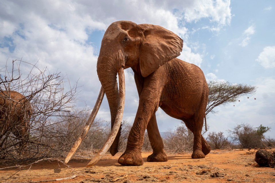  Ivory poachers have been seeking elephant tusks and have reduced the African elephant population to just 144,000