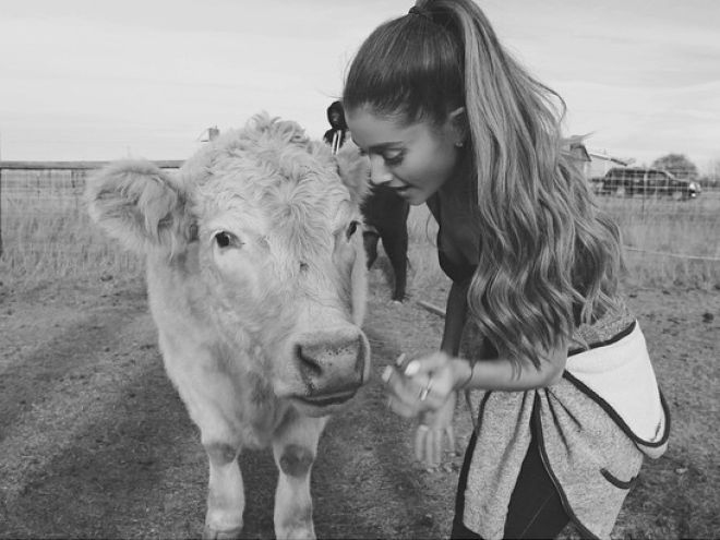  Arianas singing talents know no end so the pop princess has been dubbed "Little Cow"