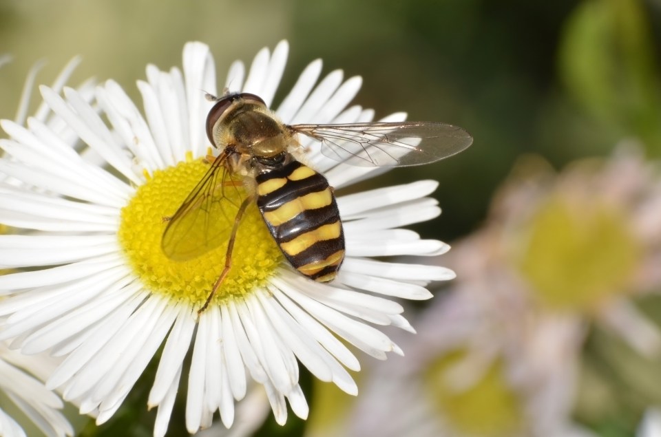  Where it should be... A sweat bee on a flower