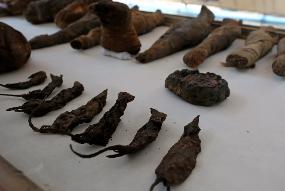  Mummified shrew-mice found in one ancient tomb