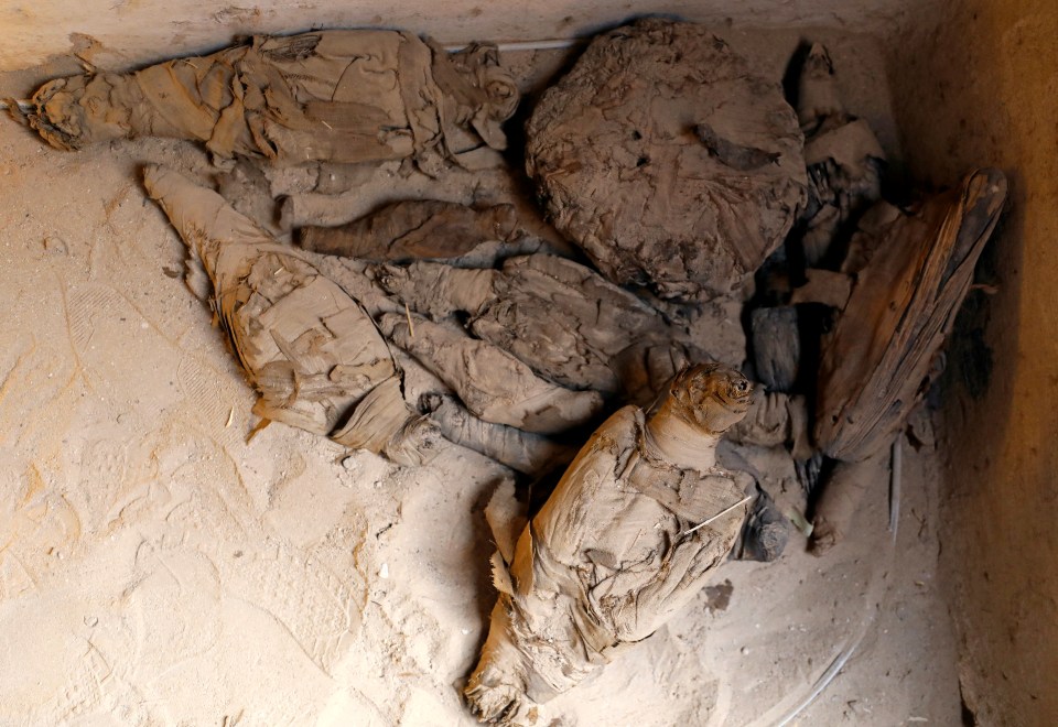  Mummified falcons and other bird species