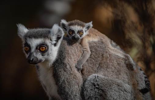  Lemur's are considered to be sun worshippers and since the turn of this century the population has dropped by 95 per cent to 2,000