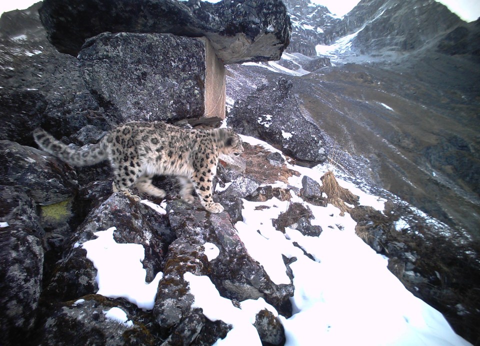  Snow Leopards can be found 16,000ft up the Himalayan and Karakoram mountain Range and is being hunted for fur, medicine, and as trophies