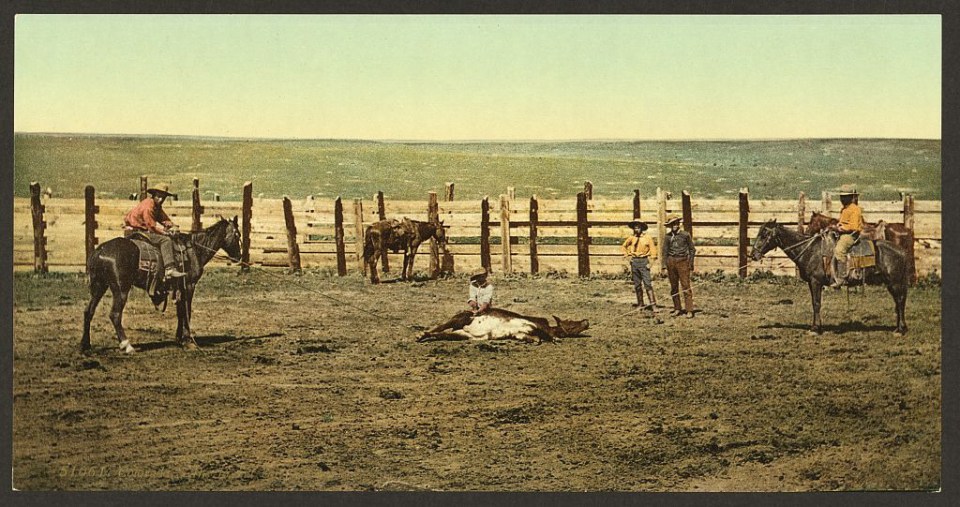 A steer is successfully rounded up