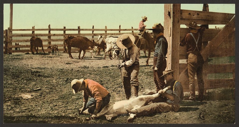 A cowboy brands his calves