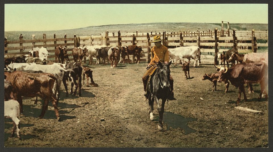 A cowboy rounds up his cattle