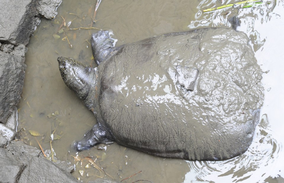  The last female Yangtze giant softshell turtle died in a Chinese zoo, now The Sun looks at some of the world's other most endangered species