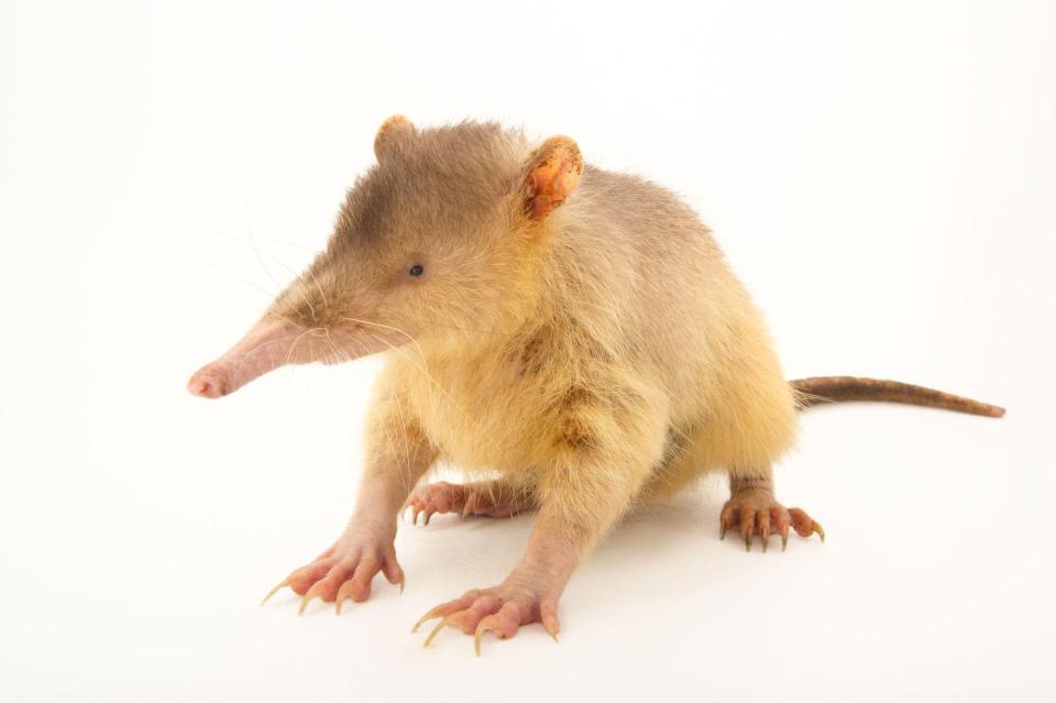  Though it looks like a common shrew, these deadly mammals inject venom into their pray via their modified teeth. The species was believed to have been extinct until 2003