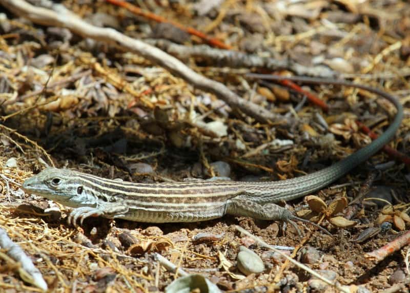  The leaping lesbian lizard got the name from its ability for an all-female population to reproduce