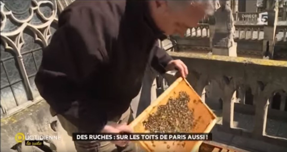 Around 150,000 bees were thought to live in Notre Dame