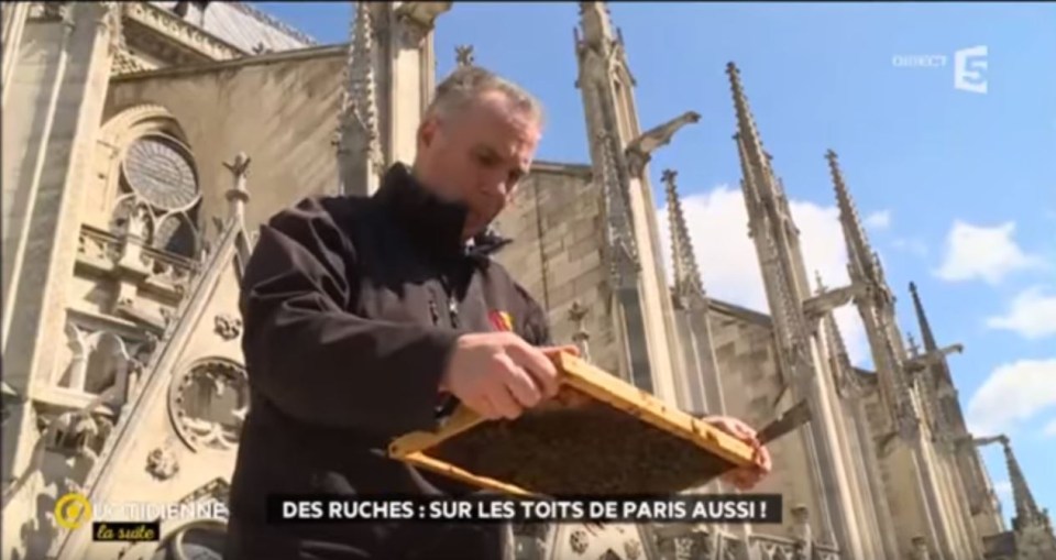 The hives survived the fire at the cathedral but the fate of the bees is not known