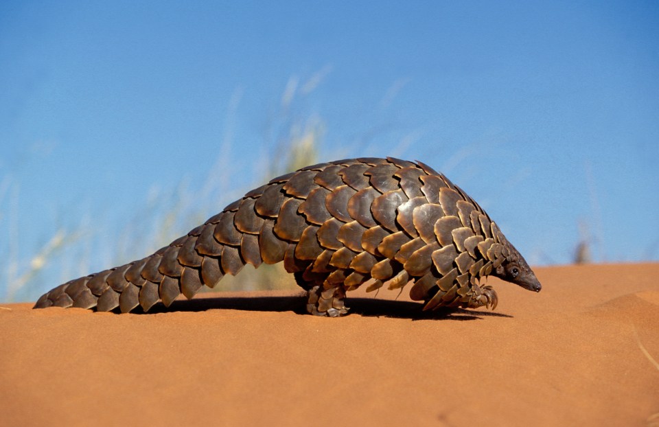  The pangolin is the only mammal to be covered in keratin scales, the same fibre found in fingernails