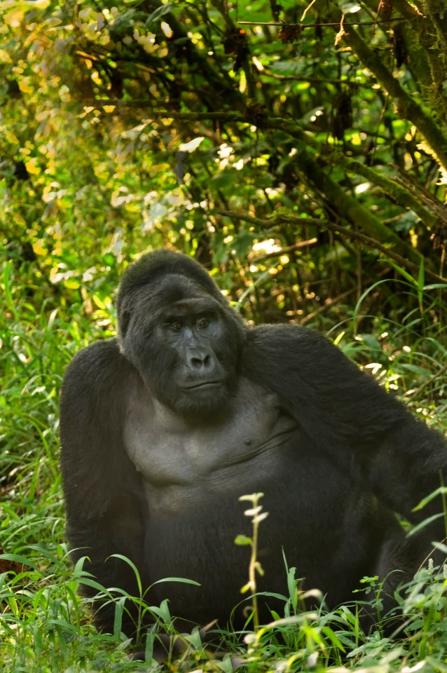  Mountain gorillas have been dying because of the destruction of forests and a rise in poaching