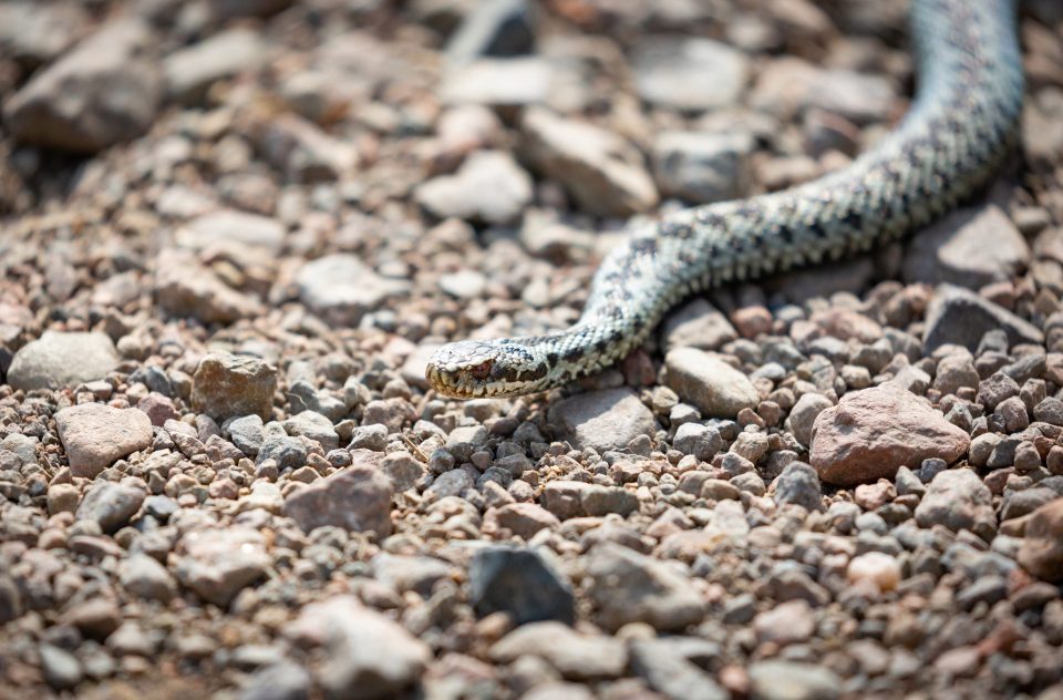  Adder's bites can cause severe pain, as well as swelling and bruising, nausea, shortness of breath or dizziness