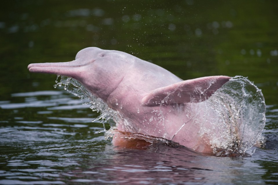  Botos have a very distinctive grey-to-pink body