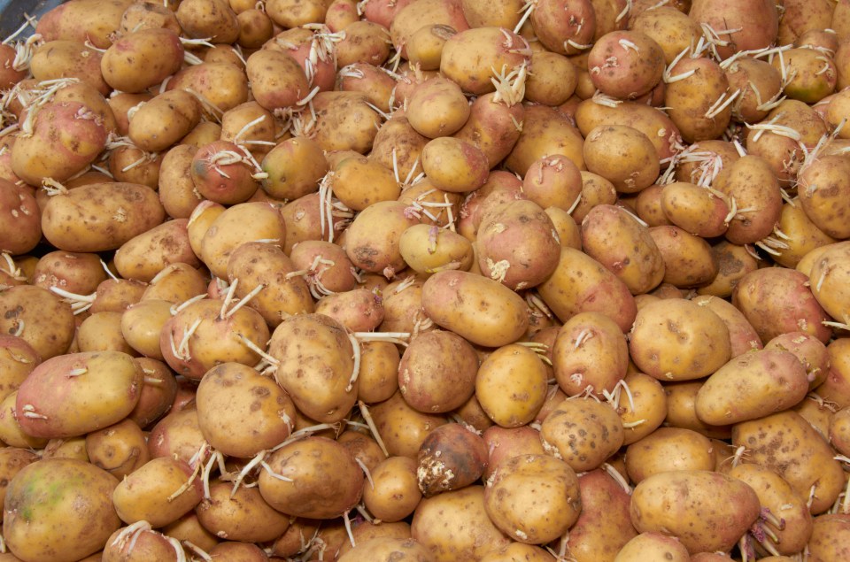 You can still eat potatoes around three weeks after the date, if they are creamy-coloured inside and firm