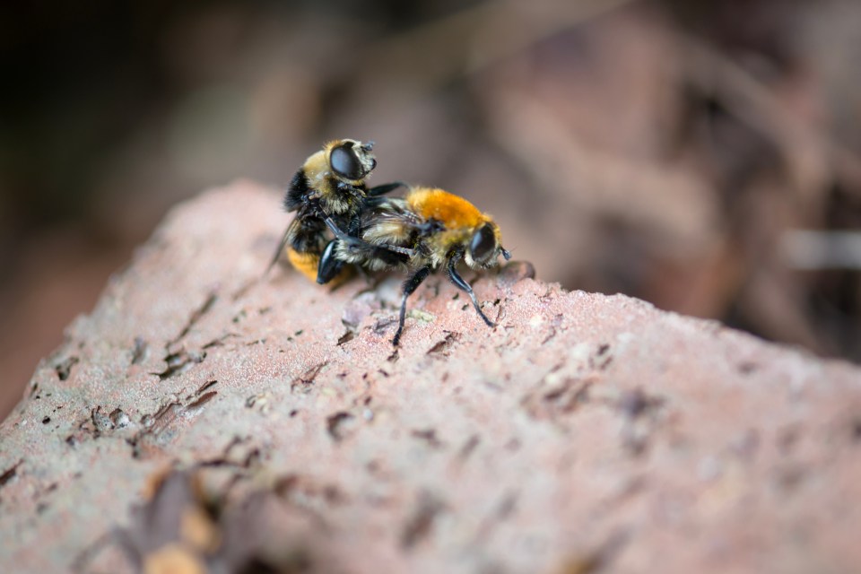  Male honeybees' testicles explode when they reach orgasm