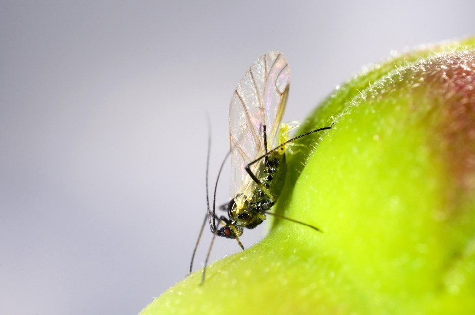  Female aphids can give birth without actually having mated with a male