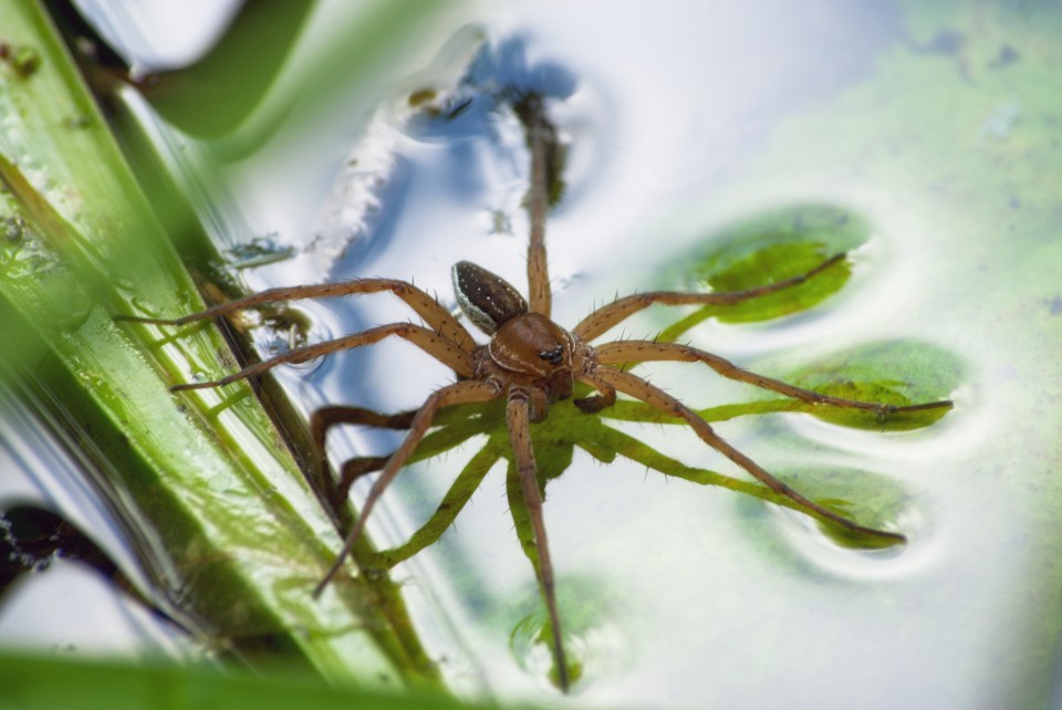  Male American fish spiders suffer horrendous deaths in the middle of sex