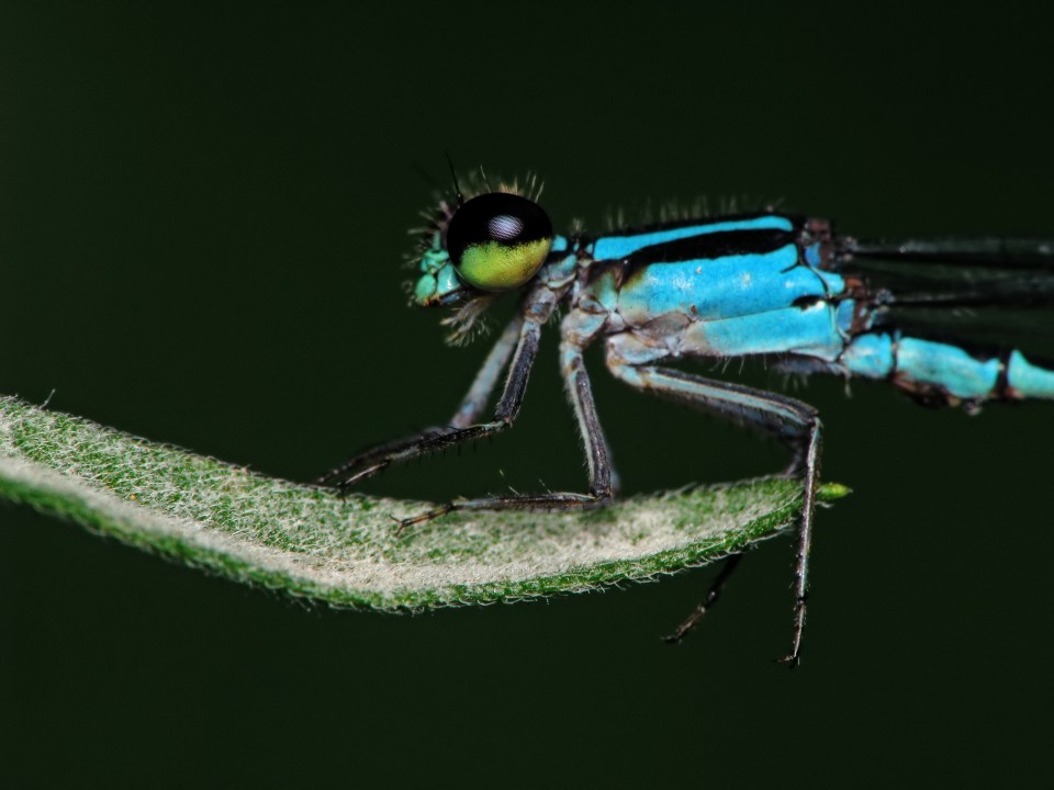  Small blue damselflies often keep watch on their female lovers to make sure they don't mate again